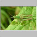 Chorthippus parallelus - Gemeiner Grashuepfer 02.jpg